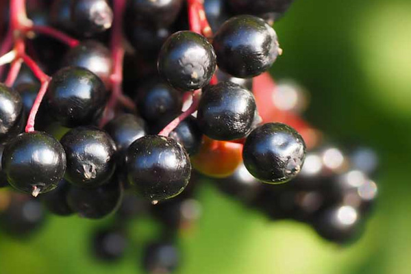 1. Elderberries (consumed worldwide): It contains cyanide in the leaves, twigs and seeds and unripe berries cause diarrhoea and seizures.