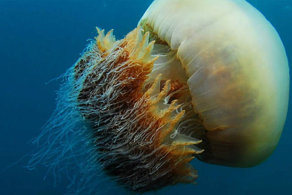 5. Echizen Kurage (consumed in Japan): This giant jelly fish is included in the Japanese diet as ice cream. If the poison is not removed properly then it can be fatal.