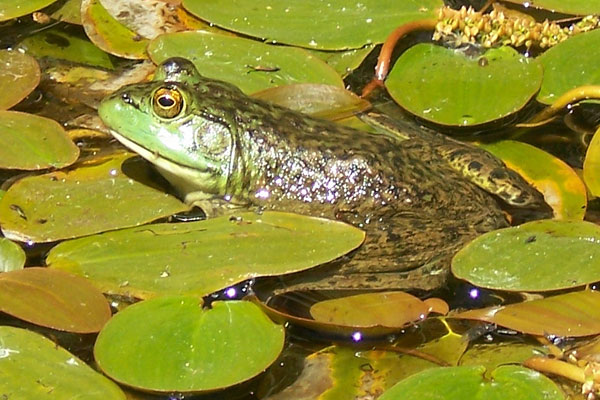 6. Bullfrogs (consumed in Namibia): The toxins that these creatures contain can cause kidney failure.