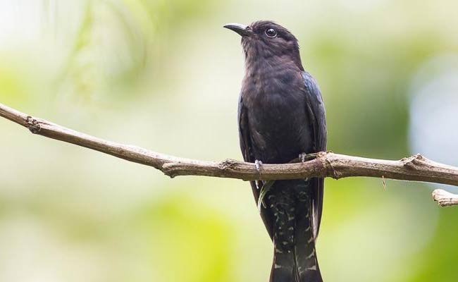 Square-Tailed Drongo Cuckoo: