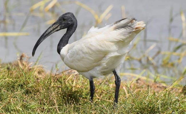 Black-headed Ibis: