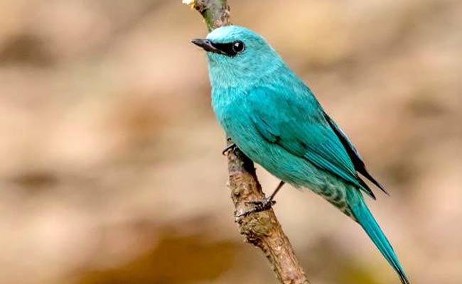 Verditer Flycatcher: