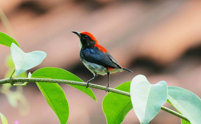 Scarlet-backed flowerpecker: