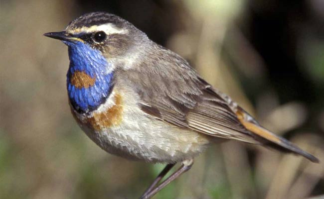 Blue Throat: