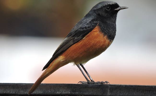 Black Redstart: