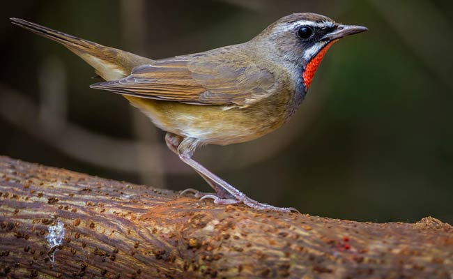 Siberian Rubythroat: