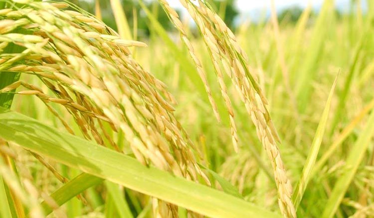 West Bengal to Produce Soft Rice