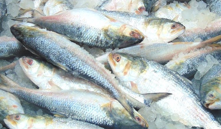 West Bengal State Department of Fisheries proposed to introduce law protecting Hilsa that weighs less than 500 grams