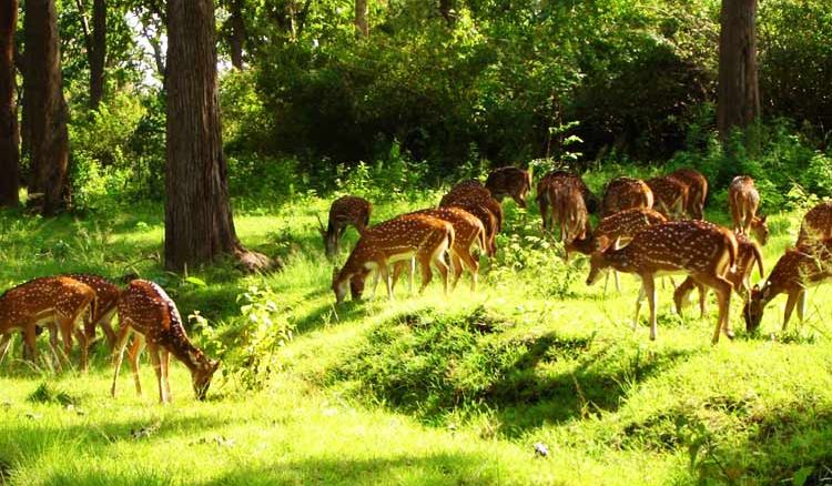 Joypur Forest: The Ultimate Weekend Destination