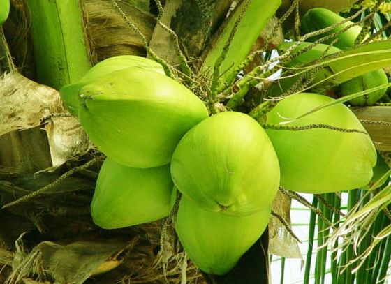 Tender Coconut is the new health tonic for summers