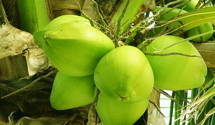 Tender Coconut is the new health tonic for summers