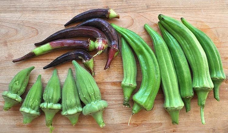 Shocking health benefits of Okra/Lady’s Finger