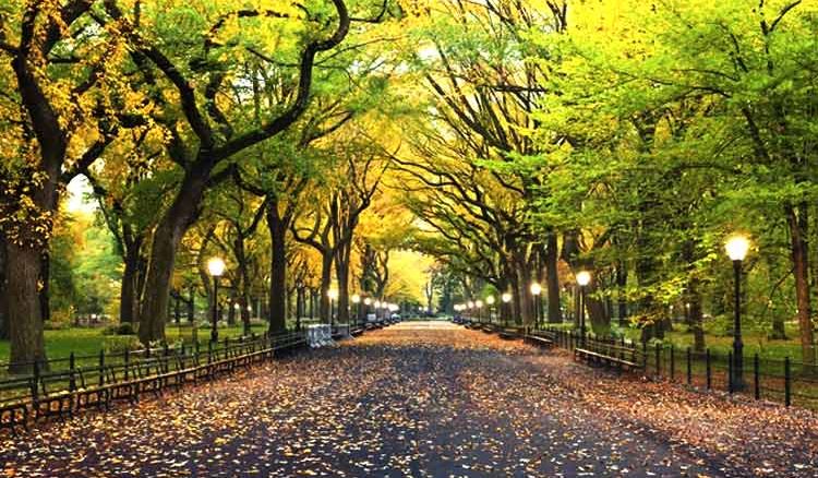 First Urban Forest in Country to be set In Kolkata