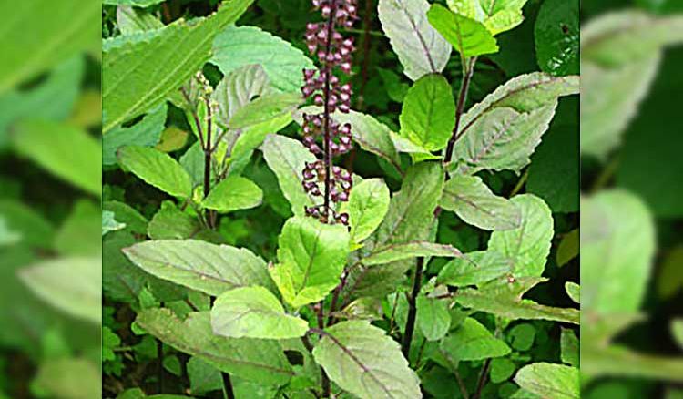 Six Benefits of the holy Tulsi leaves