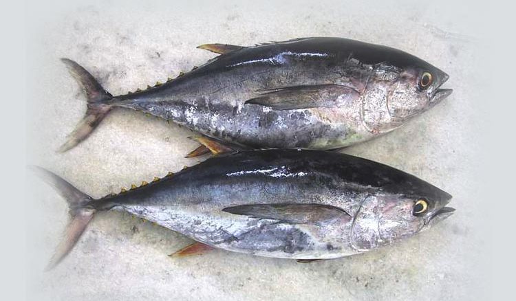 Stunning “Tuna” benefits