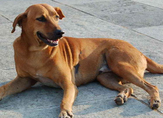Save your four-legged friends from the sweltering summer