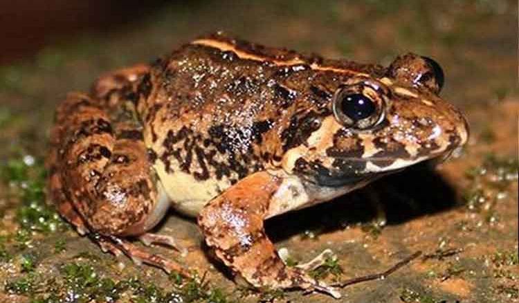 New Species of Frog discovered