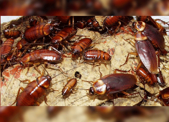 Indestructible Cockroaches