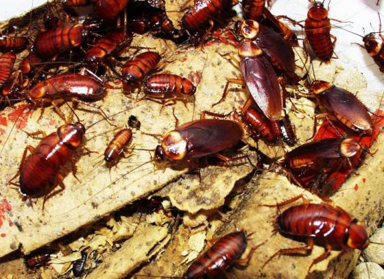 5 ways to overcome your fear of cockroaches