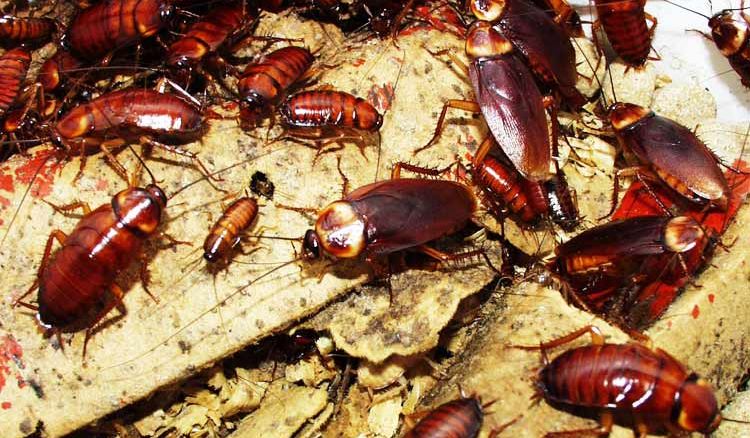 5 ways to overcome your fear of cockroaches