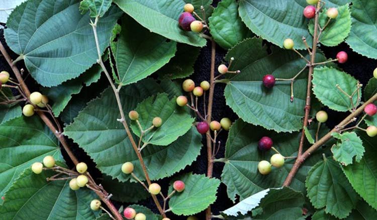 The Many Facets Of Falsa - Jiyo Bangla