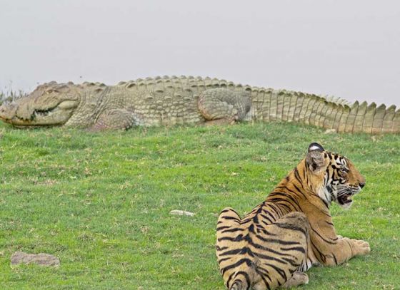 ইউনেস্কোর সেরার তালিকায় সুন্দরবন