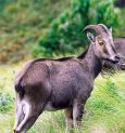 চিতা বাঘের পর এবার বিলুপ্তের থাবায় যে প্রাণীর