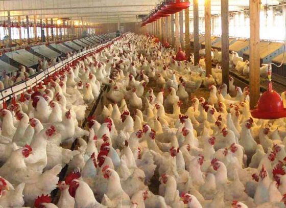 India’s Largest Poultry Farm Now in Kalyani