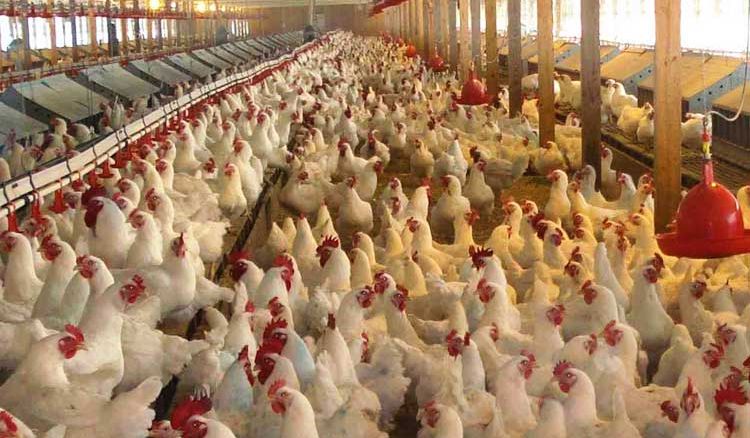 India’s Largest Poultry Farm Now in Kalyani