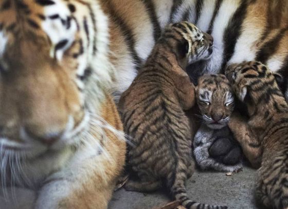 CM Mamata Banerjee names tiger cubs