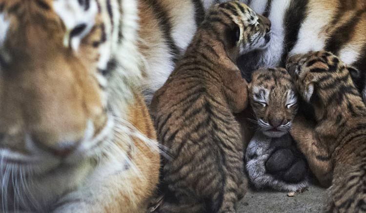 CM Mamata Banerjee names cubs