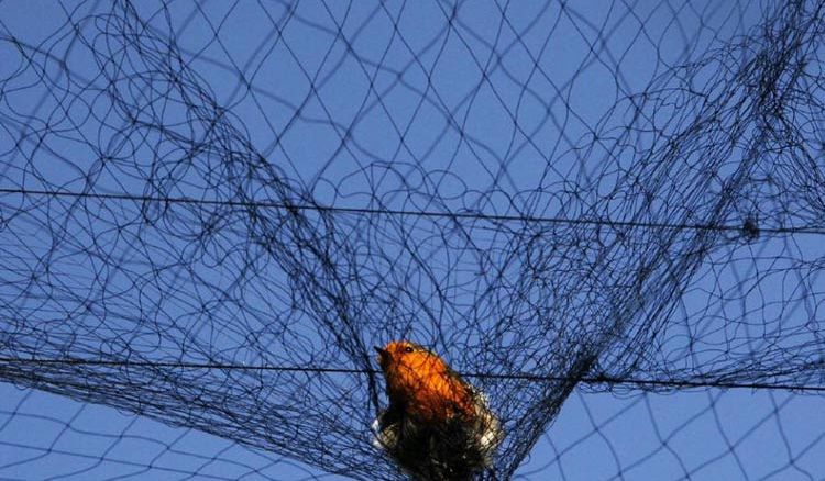 Fishing nets become bird catcher