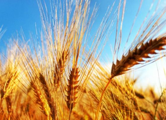 State govt distributed seeds for alternate farming