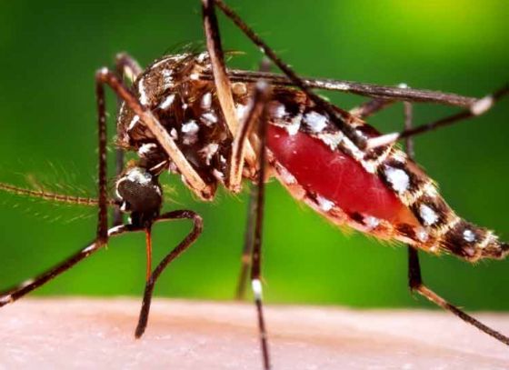 Azamgarh Residents Still Wary Of Dengue Attack