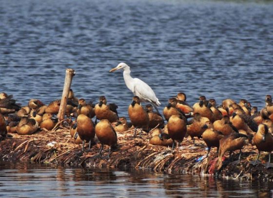 Santragachi Jheel, is it still heaven for birds?