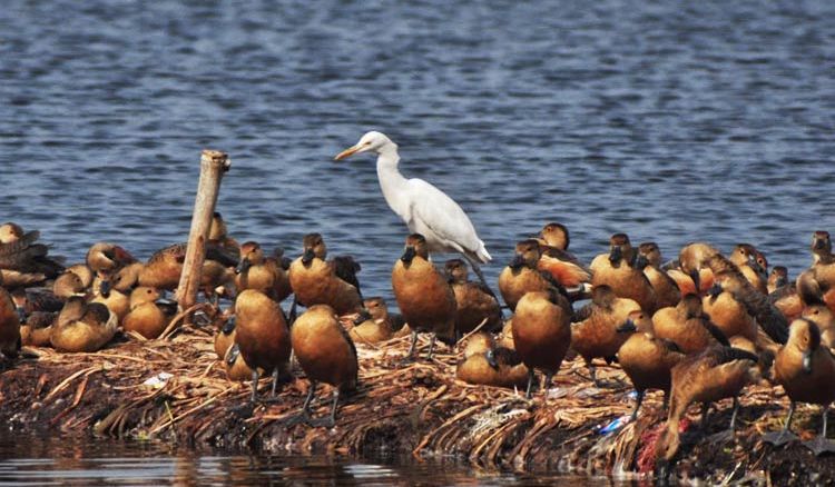 Santragachi Jheel, is it still heaven for birds?