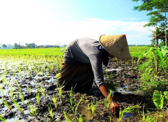 State Government helping in converting the non-agricultural land to agricultural land