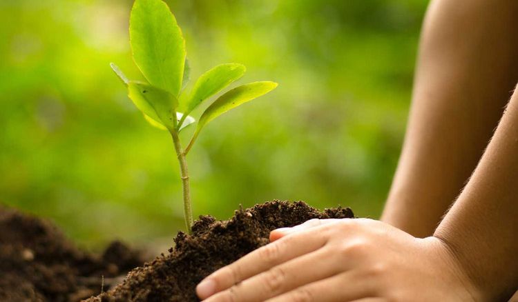 Tree plantation at our house or community, reduce property tax