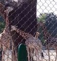 চিড়িয়াখানায় শালপাতা