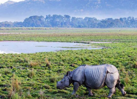 Kaziranga becomes more accessible to tourists from Bengal