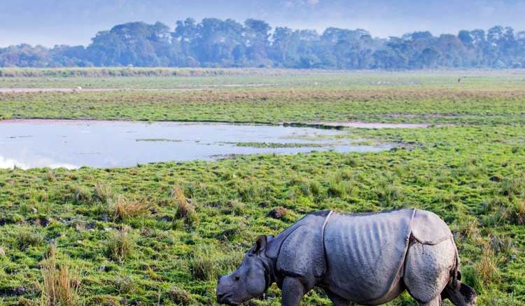 Kaziranga becomes more accessible to tourists from Bengal
