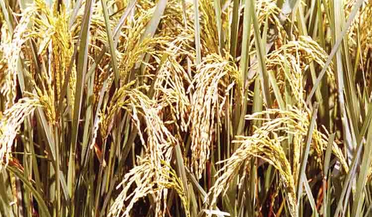 Total cost of crop insurance will be pay by state