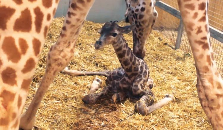 A giraffe baby was born at Alipore zoo