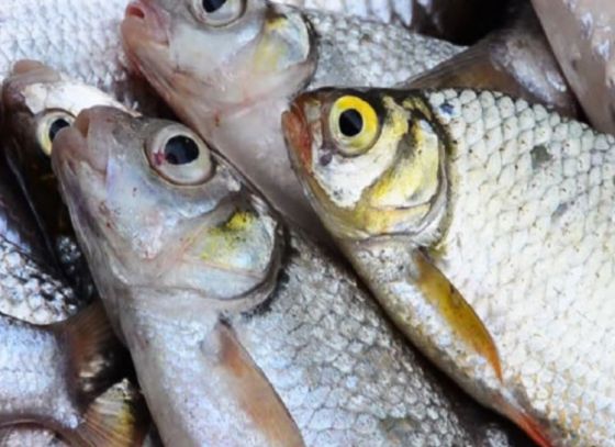 Bengal Fish Fest 2019 begins today