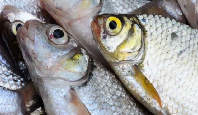 Bengal Fish Fest 2019 begins today