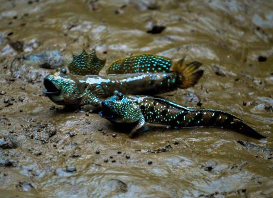 Collectors Delight at Bengal Fish Fest 2019