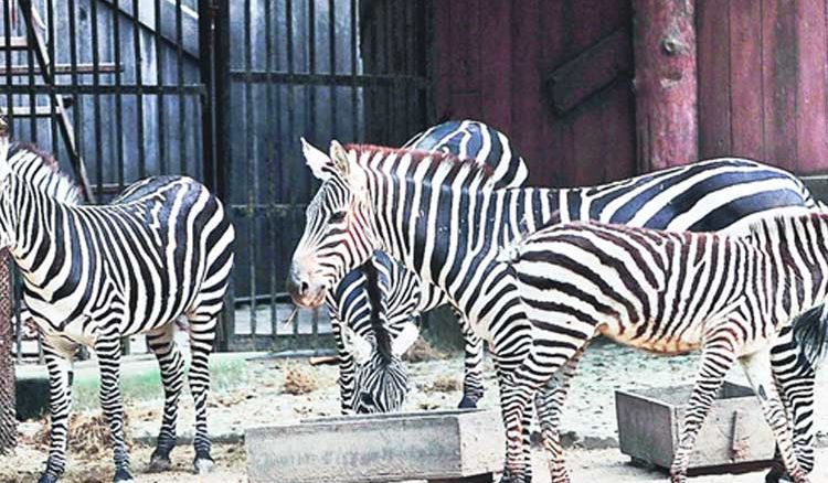 Alipore Zoo, Victoria To Open Early On Rally Day