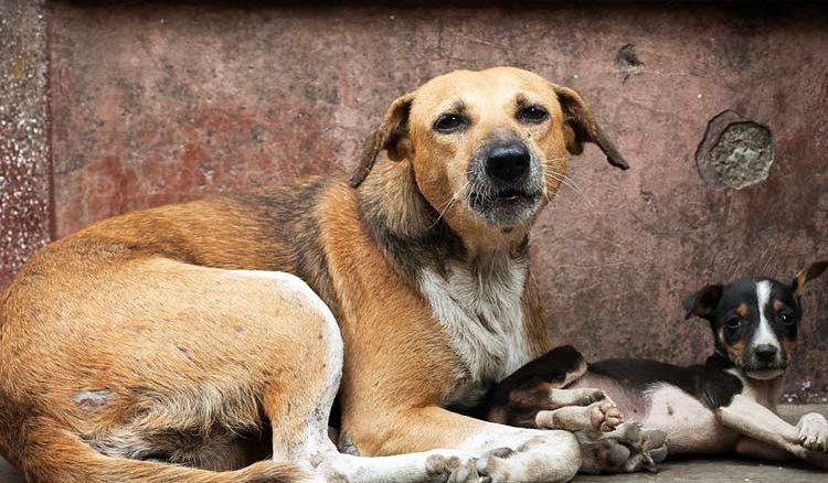 Campign for street dogs