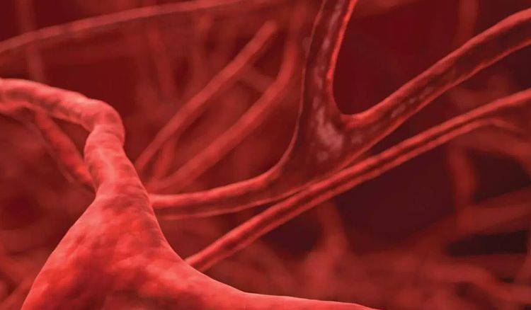 Blood vessels found in body bones