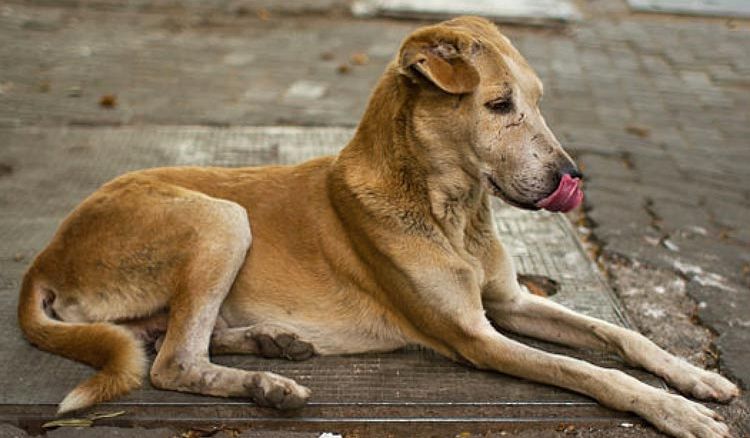 Laparoscopic surgery for street dogs
